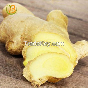 haccp certificated yellow ginger bulk supply in thailand 