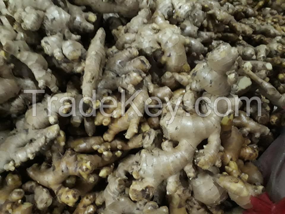 New Crop Dried Ginger  from thailand 