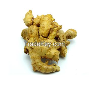 competitive price fresh professional food dried ginger from thailand