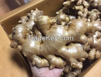 Premium Grade Air Dry Fresh Ginger from Thailand