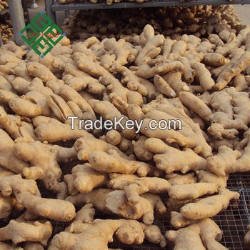 Wholesale Bulk Fresh Organic Ginger  in thailand