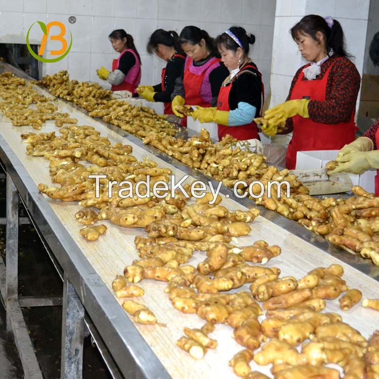 Organic fresh ginger peru/air dry ginger for sale 