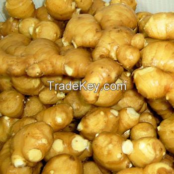 Premium Grade Air Dry Fresh Ginger from Thailand