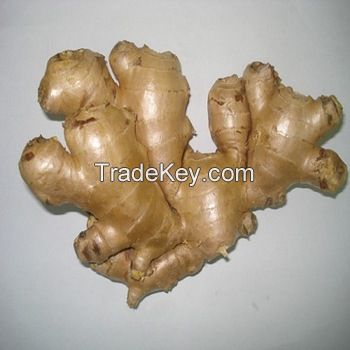 Certified High Quality Top Fresh Ginger