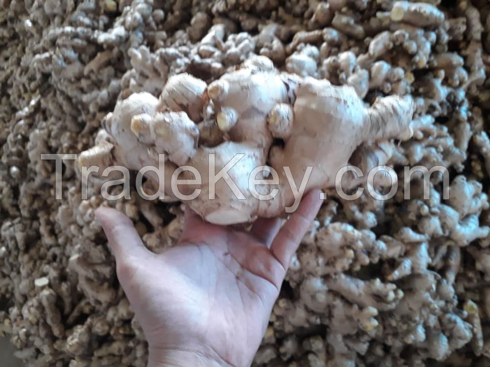 New Crop Dried Ginger  from thailand