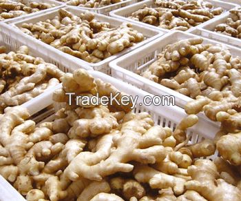 New Crop Dried Ginger  from thailand 