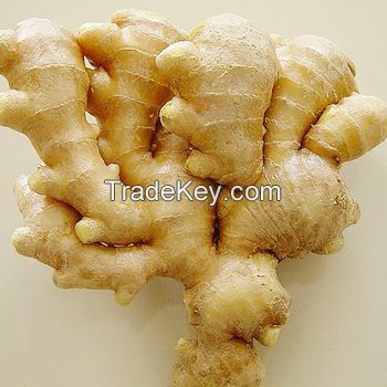 10 weight(kg) importer usa ginger