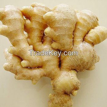 haccp certificated yellow ginger bulk supply in thailand 