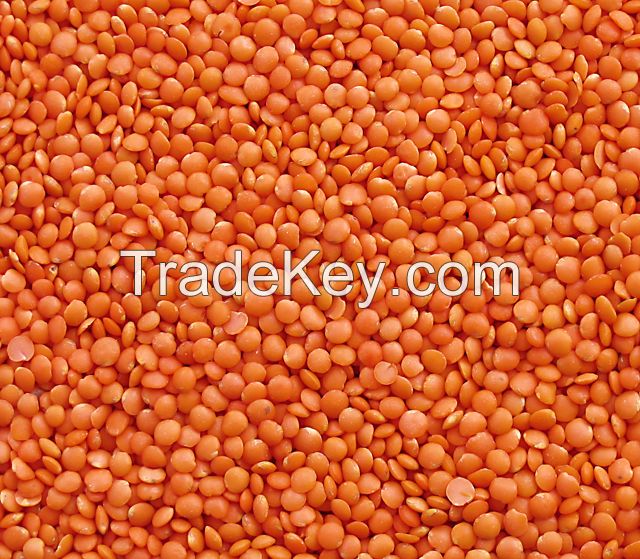 Pulses in thailand