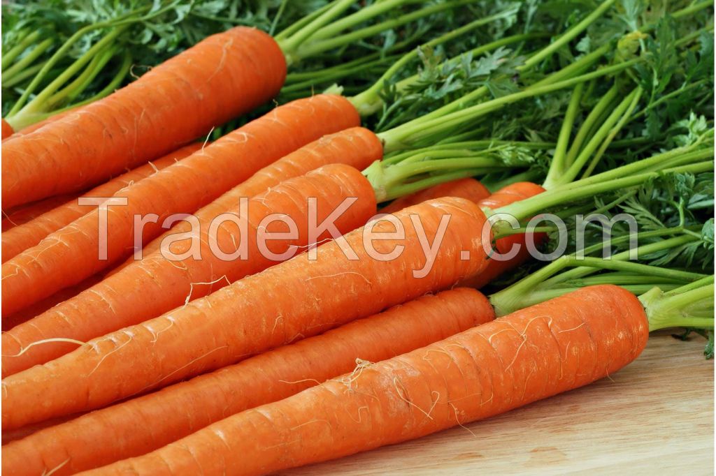 New Crop Organic Fresh Carrots From Thailand Premium Quality