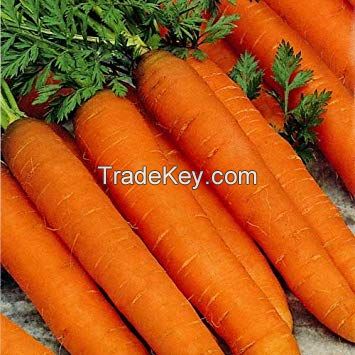 New Crop Organic Fresh Carrots From Thailand Premium Quality
