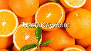 Navel oranges for Thailand
