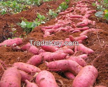 EXPORT/SELL/SALE FRESH SWEET POTATOES