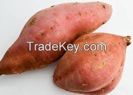 Fresh Sweet Potatoes ,Red Yellow , Purple Skin Sweet Potatoes 