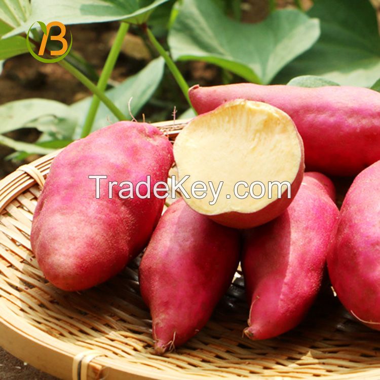 Organic Fresh Purple Sweet Potato