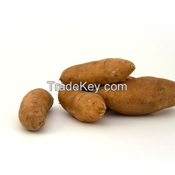 Quality Fresh Sweet Potatoes from Farm  in thailand