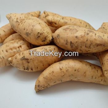 Quality Fresh Sweet Potatoes from Farm  in thailand