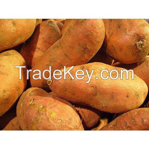Quality Fresh Sweet Potatoes from Farm  in thailand