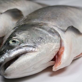 Frozen Whole Salmon Fish, Frozen Salmon Whole Gutted Head