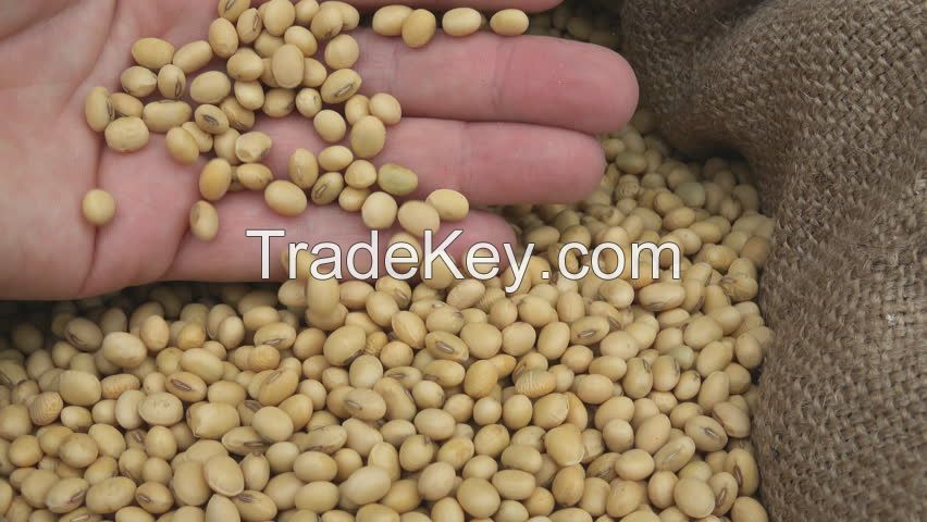 High Quality Soybean/Soya Bean, Soybean Seeds 