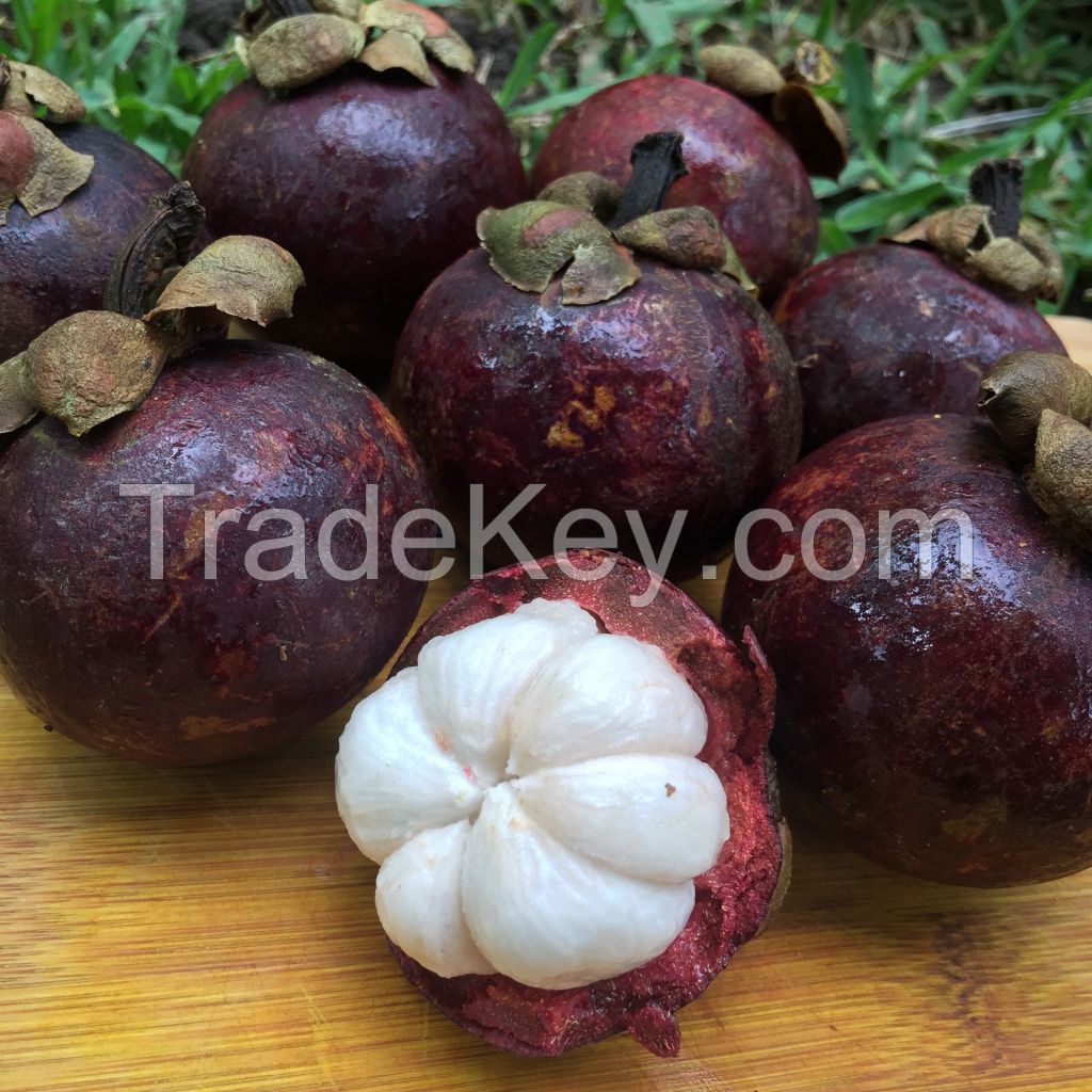 Mangosteen 