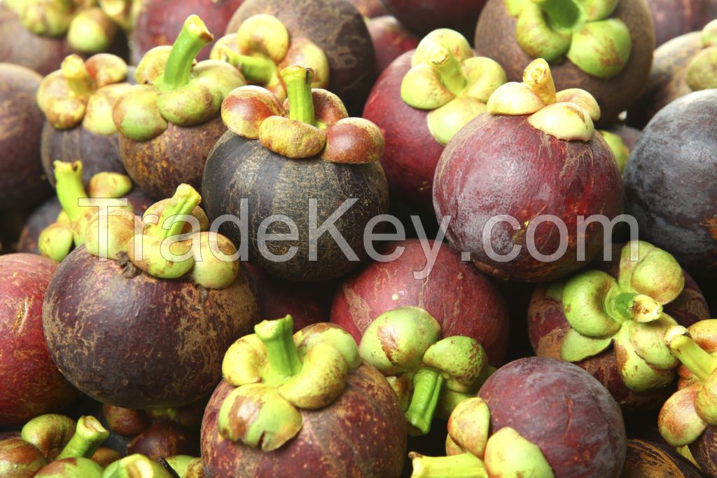 Premium Sweet Fresh Mangosteen Fruit In Thailand 