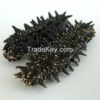 PACIFIC RED SEA CUCUMBER DRIED and FROZEN and Sea Food