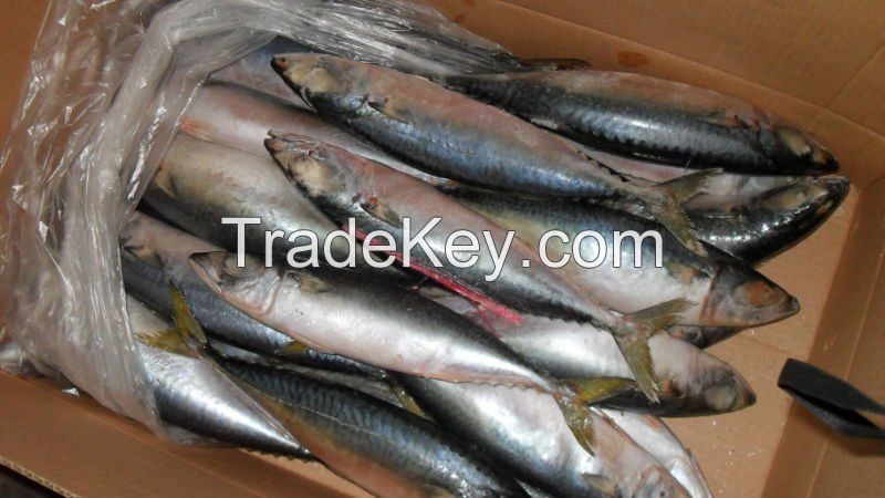 Frozen Atlantic Mackerel with all size