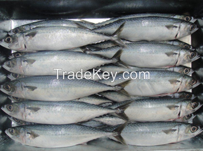 Frozen Atlantic Mackerel with all size