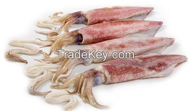 Thailand organic squid frozen giant squid loligo squid frozen 