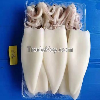 Illex Squid Variety and 24 months Shelf Life wild caught fishing