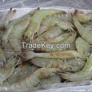 HOSO frozen white leg shrimps