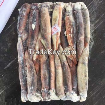 Illex Squid Variety and 24 months Shelf Life wild caught fishing