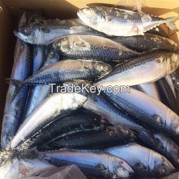 frozen seafood 20cm seafrozen horse mackerel big size horse mackerel hgt horse mackerel on sale 