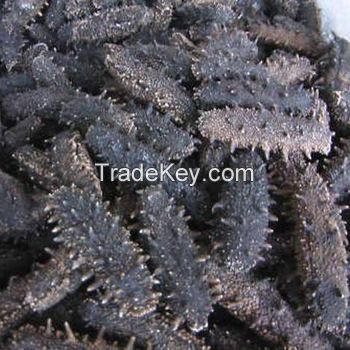 PACIFIC RED SEA CUCUMBER DRIED and FROZEN and Sea Food 