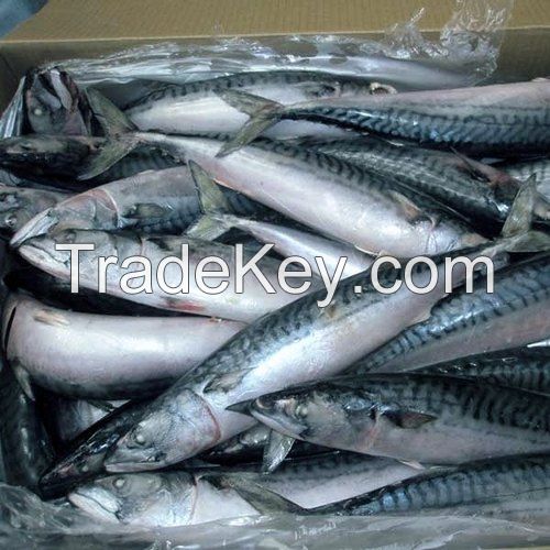 frozen seafood 20cm seafrozen horse mackerel big size horse mackerel hgt horse mackerel on sale