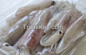 Thailand organic squid frozen giant squid loligo squid frozen 