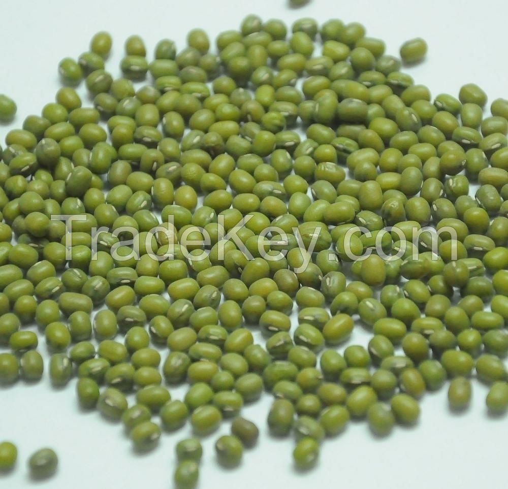 High Quality Green Mung Bean for Sprouting