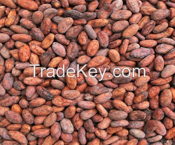 Premium Quality Organic Dried Cocoa Beans