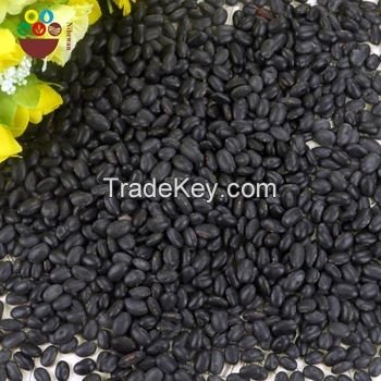 Best quality black kidney beans for sale at discount rates