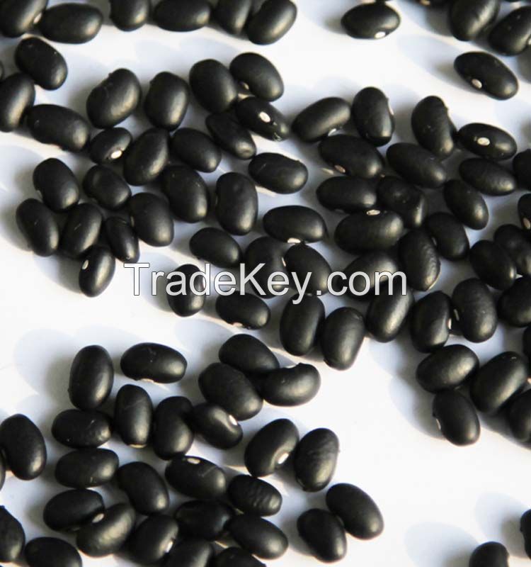 Best quality black kidney beans for sale at discount rates