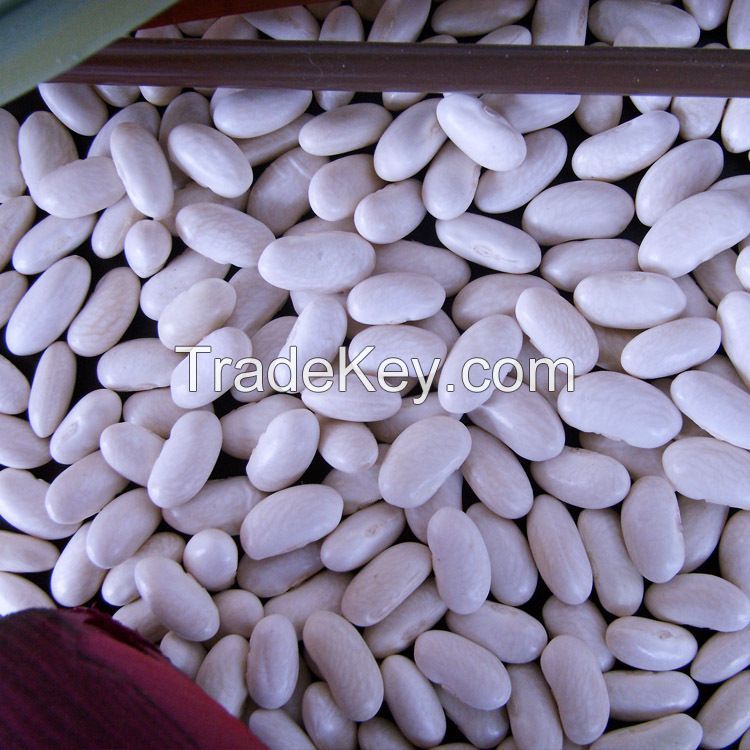 100% Natural Dried White Kidney Beans At Wholesale Price 