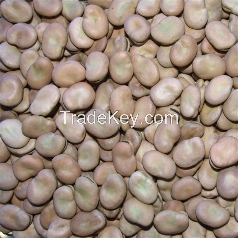 Discount Price Dried Broad Beans Fava Beans 