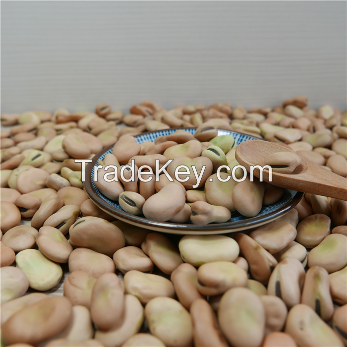 Premium Quality dry Broad Beans fava bean faba bean