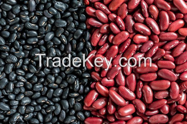 Best quality black kidney beans for sale at discount rates