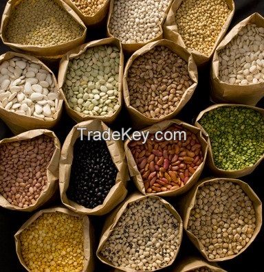 Lima Beans , Pulses Kidney Beans, Red Lentil Best Quality in Bulk