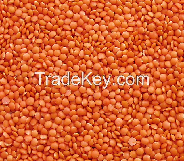 Split Red Lentils