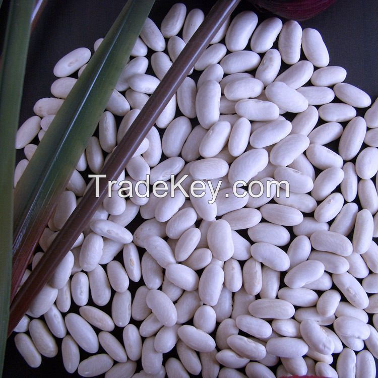 100% Natural Dried White Kidney Beans At Wholesale Price