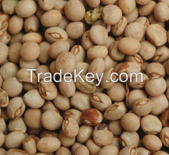 Dried whole green peas at discount prices