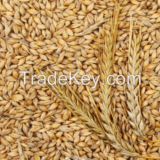 Malted Barley for sale, Feed Barley, Malt Barley Available